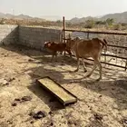 بقره وتبيعها