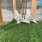 حمام تركي فاخر