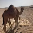 بكره مفروده للبيع