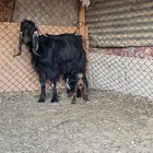 عنزين كل وحده تحتها واحد