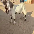 تيس فحل مشروط