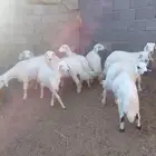 رخال وطليان