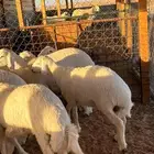 ذبايح حري بري ونعيمي جبر