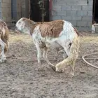سواكن للبيع