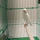كناري ذكرا