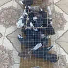 حمام قطايف 21 جوز للبيع جمله معها لاحم 2