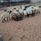 غنم