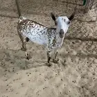 تيس عماني