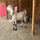 للبيع جفره مشروكه