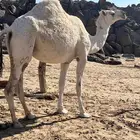 بكرة لقحة للبيع