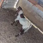 تيس هولندي للبيع