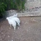 اربعة طليان نظيف على الشرط العمر ثلاثة اعمارها حول 4اشهر