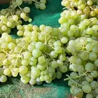 عنب عضوي ممتاز الكرتون 70فيه 3كيلو