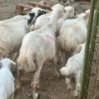 ضان رفيديات بعيالها