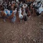 صيصان بلدي وفيومي 3 شهور
