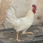 ديك ودجاجة حضان