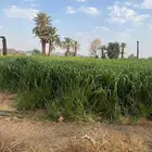 علف بونيكام