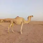 ناقه لقاحه فاطر
