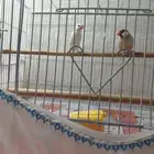 طيور جاوا البينو وكريمي عيون حمرا