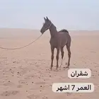البيع مهر عربي مع البل