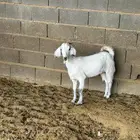 جفره من حلالي