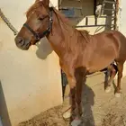 تم البيع