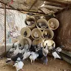 حمام