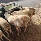 جملة البرابر والتيوس   أحجام تفتح النفس وأسعار ترضي التاجر