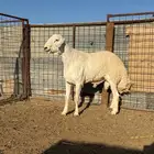 خروف فحل مشروط