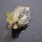 فرخ كروان للبيع