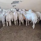 طليان و رخال للبيع جمله وتفريد (يتوفر تقسط )