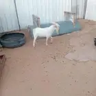تيس قزم