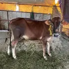 عجل بلدي عمره 8 شهور التواصل للجادين فقط