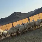 غنم حريات طيبه