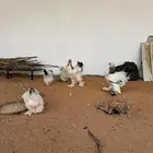 دجاج براهما