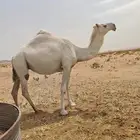 ناقه للبيع