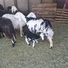 ضان نجد وعيسيات وليد 13