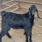 ذبايح تيوس نظيفه