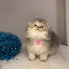 قطط سكوتش فولد منشكن للبيع