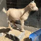 تيي قزم معرف