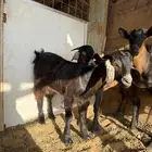 تيوس جنوبيه مهجنه بعوارض