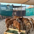 سواكن حمريات للبيع