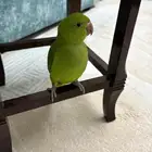 ببغاء دره