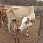 بقره للبيع