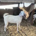 عنز للبيع