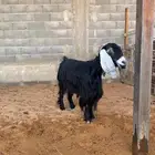 عنز عارضيه حليب طيب