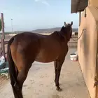فرس انجليزيه