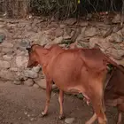 محايل عسير فرشاط