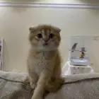قط سكوتش فولد للبيع