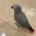 كاسكو للبيع